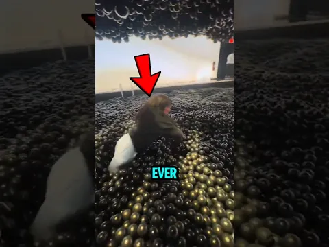 If You Ever Get STUCK in a Ball Pit — Do THIS Instantly! 😳🎯
