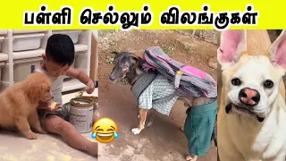 விலங்குகளின் கள்ளத்தனமான காமெடி 🤣 | School செல்லும் நாய் | Hoomans