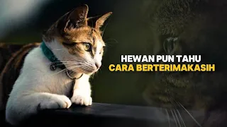 IKATAN EMOSIONAL! Cerita haru antara Manusia & Hewan