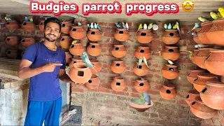 Budgies parrot🦜 progress🤩|| Full vlog😍
