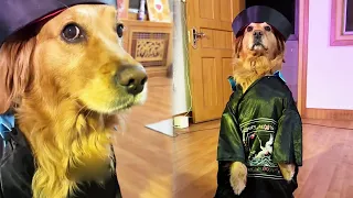 Funny Dog |Dog: A new kind of horror story! #cuihuastory #cute pet #animal