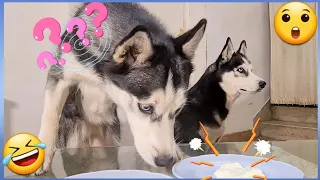 Pongo COMIDA a mis PERROS y los dejo solos !! ¿SE LA COMEN O NO? [ REACCIÓN GRACIOSA ] 🤣