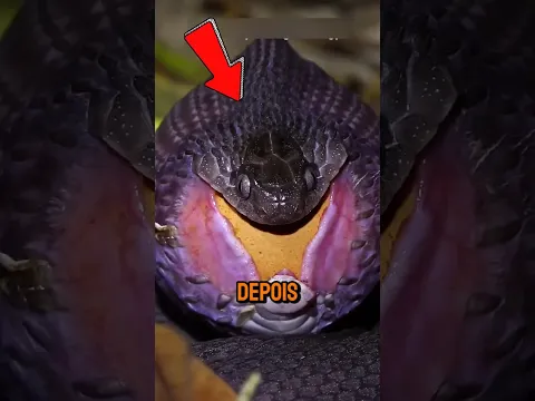 COBRA se dá MUITO MAL tentando comer um OVO de avestruz!#curiosidades #shorts