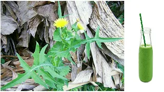 APENAS 1 FOLHA DESSA PLANTA VALE UMA MINA DE OURO !!
