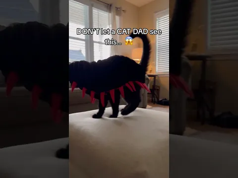 A playful Purrfect Flex pet accessory moment with a cat