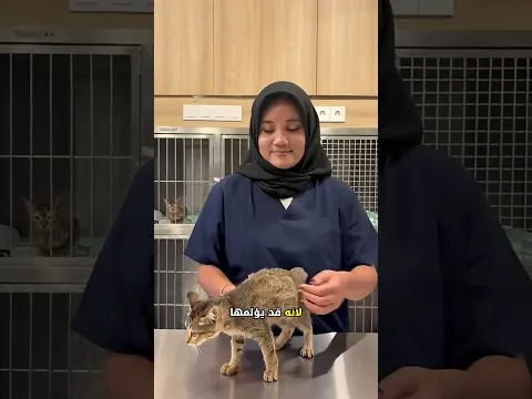 احذر! أنت تؤذي قطتك بهذه الطريقة 🙀