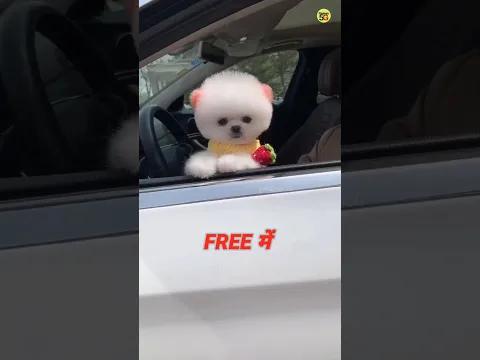 FREE POMERANIAN DOG AVAILABLE | ORDER NOW FREE DOG | POMERANIA DOG PRICE IN INDIA #shorts #viral
