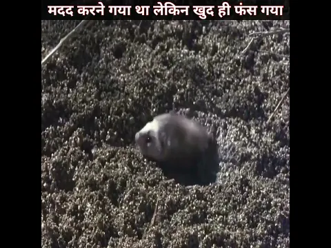 देखिए क्या हुआ जब यह व्यक्ति एक दलदल में जा फसा 😱 | #shorts #animals