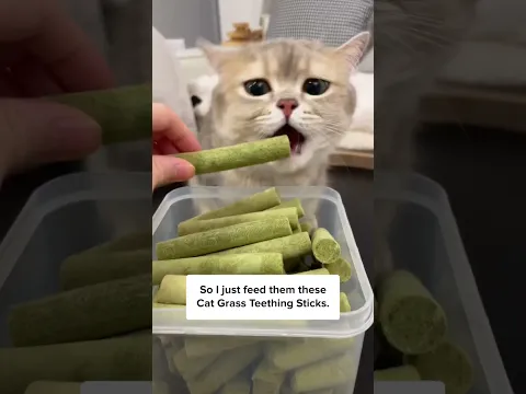 My Cat Kept Throwing Up… 😿