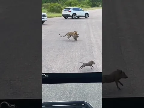 Greedy leopard wants 2 baby warthogs 🥺