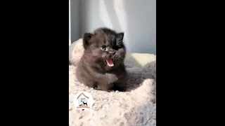 Awwww, So Sweet Cutie Pies 😺😍😘 -EPS109
