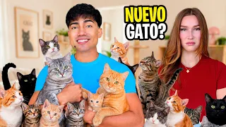 Buscando a mi nuevo gato Ramón 
