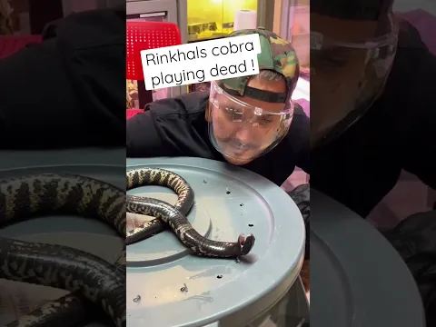 Did my snake just die ?! #shorts #deadcobra