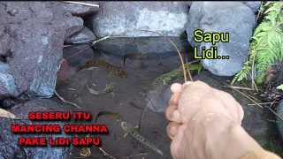 Wah... NEMU KUBANGAN BANYAK IKAN CHANNA NYA,MANCING CHANNA PAKE LIDI, MANCING CHANNA LIMBATA BESAR 