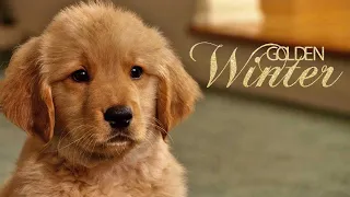 Golden Winter (Familienfilm auf Deutsch in voller Länge, Komödie, ganzen Hundefilm ansehen, 4K)