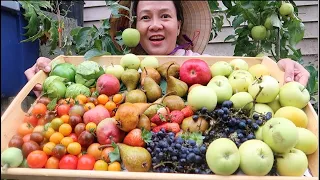 HÁI VÀ ĂN DÂU TÂY,táo  đỏ lê ớt chuông nho ,CÀ CHUA, vườn thần tiên,vinh nguyen thi,