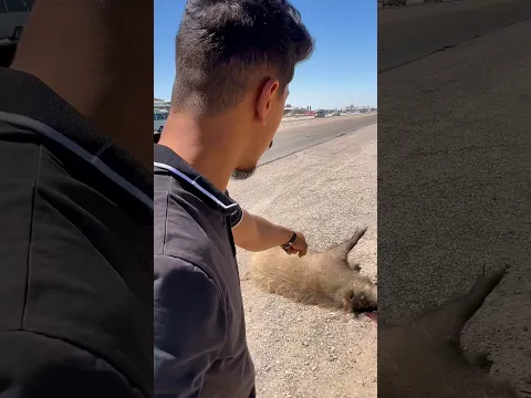 خنزير بري طلع النة يا الله استر😱🐗🔥