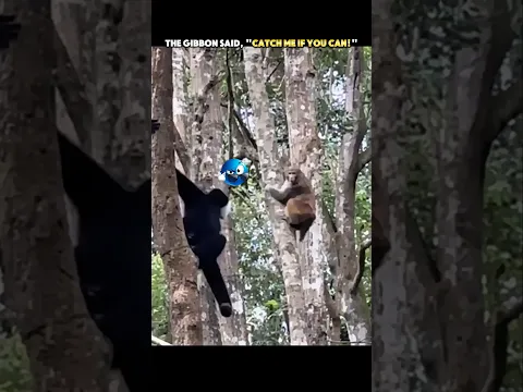 The Monkey Chased the Wrong Gibbon! 😳 #trending #animals #wildlife #monkey #youtubeshorts