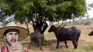 Foi roubar Manga, mas as VACAS chifre de Adaga não gostaram