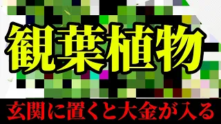 【効果別】運気爆上げ！玄関に置きたい観葉植物。財産を築ける！〇〇の形の観葉植物を置いてください。崔燎平先生がまたまたやってきた！