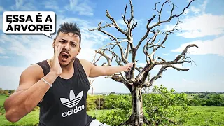 A HISTORIA DA LENDA DA ARVORE
