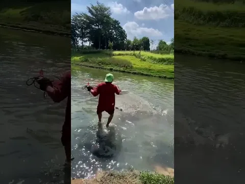 incredible fishing net catching fish in the river that full of fish
