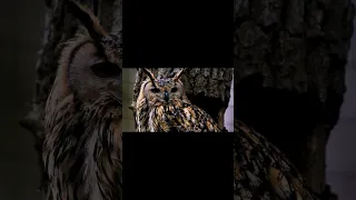 Diferentes Especies De Todo Tipo Utilizan El Camuflaje