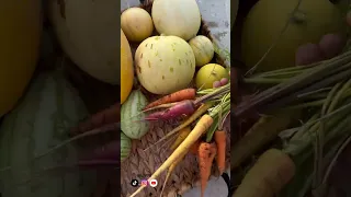حصاد 29 من سطح البيت 🧺🍈🍉🥕🥔🧅🌱