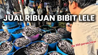 BELI RATUSAN IKAN DI PASAR PARUNG‼️