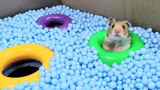Hamster | Mission: Impossible | Rainbow Pyramid Maze