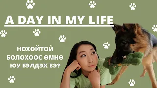 МИНИЙ НЭГ ӨДӨР: НОХОЙ ТЭЖЭЭХЭД ЗӨВЛӨМЖ 🐾  ДИЖИТАЛ МУЗЕЙ ҮЗЛЭЭ, НҮДНИЙ ШИЛЭЭ ШИНЭЧЛЭВ