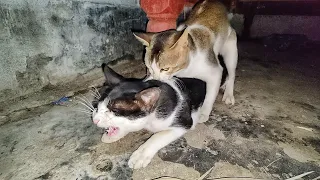 Cats mating | cat mating call sounds / Cats Meowing