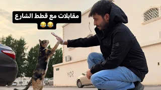 يوميات أم هالات وقطط الحارة- الحلقة الثالثة ( مقابلات مع قطط الشارع)
