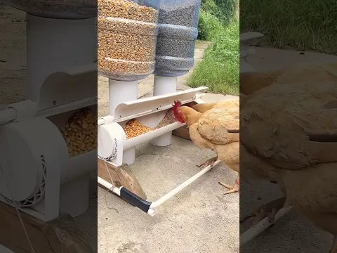 The process of remote bird feeding