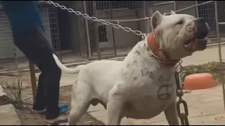 Las 5 Razas De PERROS mas Peligrosas del MUNDO