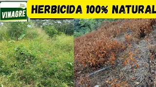 HERBICIDA casero/ 100% ECOLÓGICO 