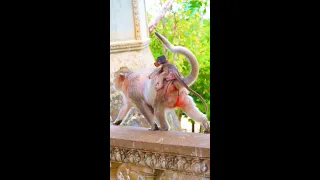 Dry Season is arrived, and all monkeys need food from tourist instead of fruit and leaf on the tree