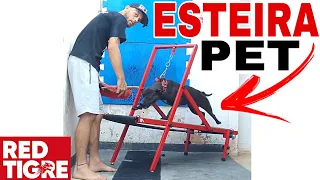 Esteira para Cachorro da @redtigre - Review + Teste qualidade... #pitbulldogs #apbt #gamedogs