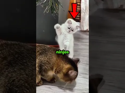These Cats Are Actual Ninjas 🐈