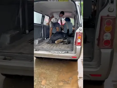 सुतुरमुर्ग की ये बात आप नही जानते होंगे😱