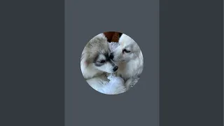 Rocket and Cookie is live