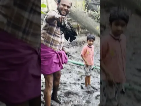 പഴയ കുളം വറ്റിച്ചപ്പോൾ കിട്ടിയ മുതൽ കണ്ടോ | Giant eel Fish Catching #shorts
