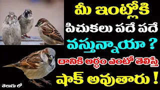 మీ ఇంట్లోకి పిచుకలు పదే పదే వస్తున్నాయా ? దానికి అర్ధం ఏంటో తెలిస్తే షాకవుతారు ! || pichukalu intlo