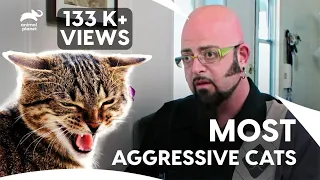 Jackson Faces It's Toughest Challenge Yet | My Cat From Hell S4 E 13, 14, 15 | Animal Planet