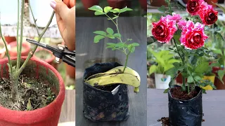 Grow Rose from cutting using Banana | गुलाब की कलम ऐसे लगाएं | 100 % success rate