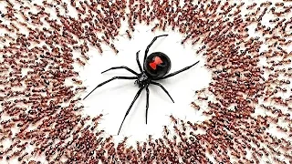 1,000 Hormigas vs. Viuda Negra
