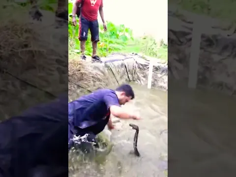 SERANGAN FATAL DUA KING COBRA BES4R