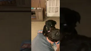 Cleaning my growling Rottweiler and explaining his hug command.