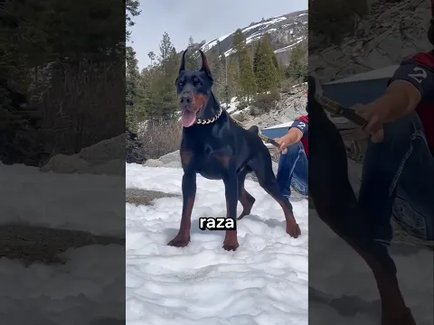 Por Qué Les Cortan Las Orejas A Los Doberman 🤔#usa