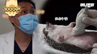 다리가 퉁퉁부어 병원에 간 고슴도치.. 충격적인 결과는...ㅣHedgehog Went To The Hospital With Swollen Feet.. Shocking Result